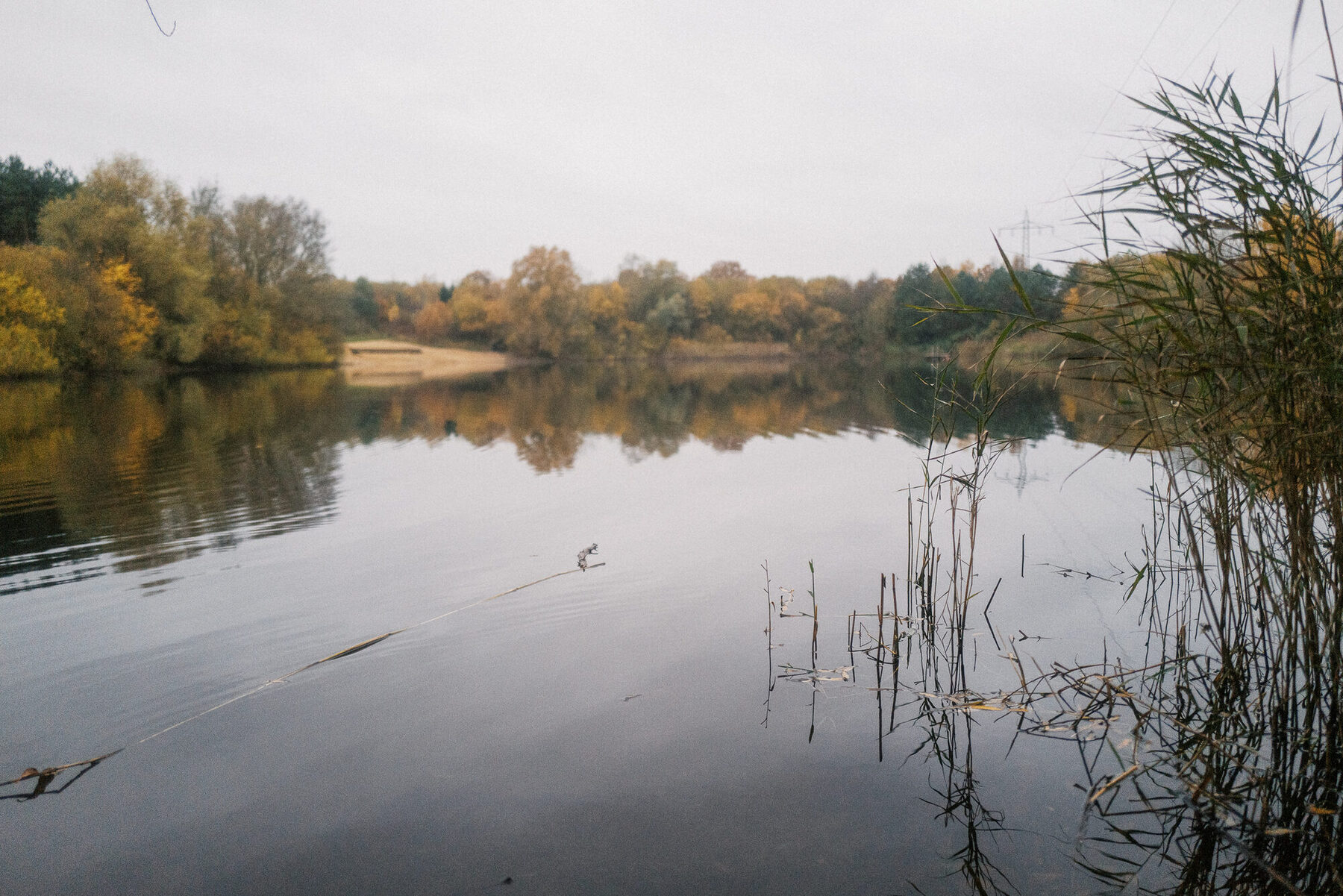 Bäume am Ufer des Baggersees