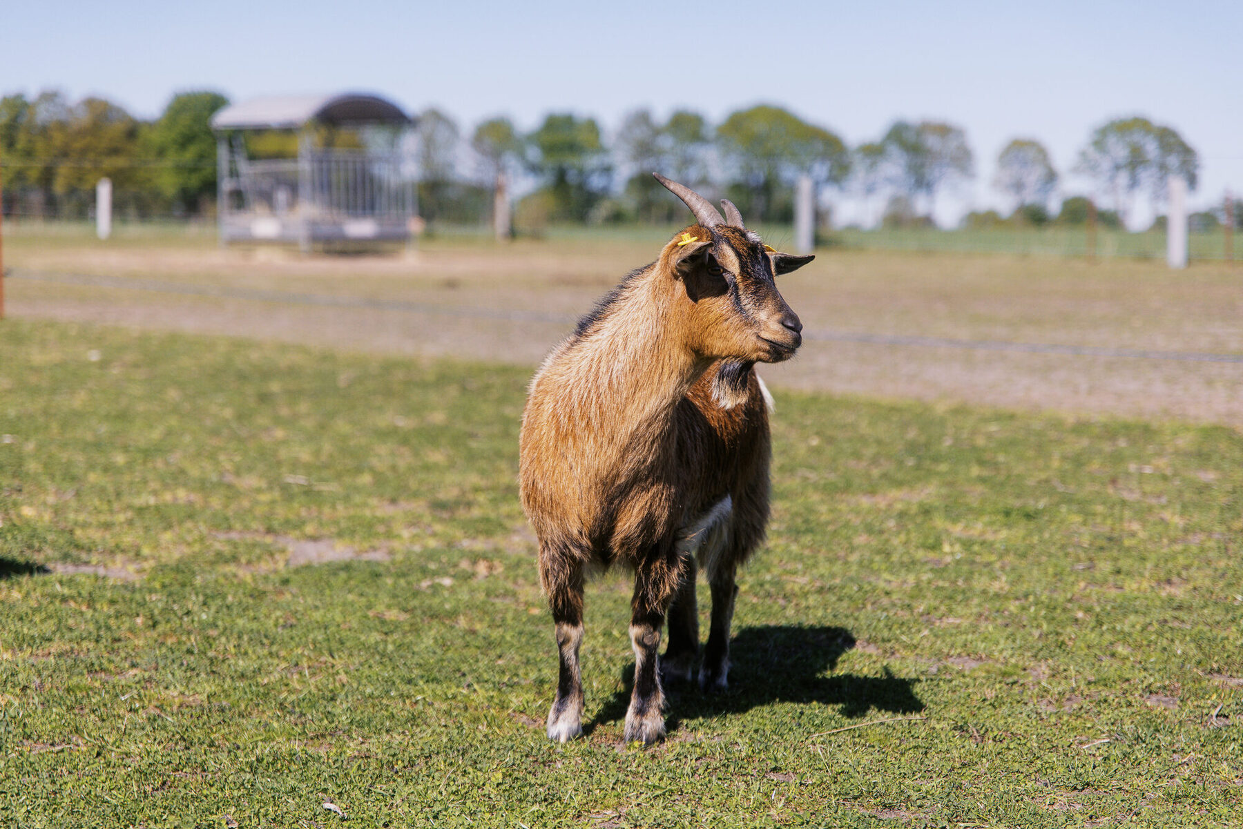Kleines Pony auf einer sonnigen Hofweide in Dohren