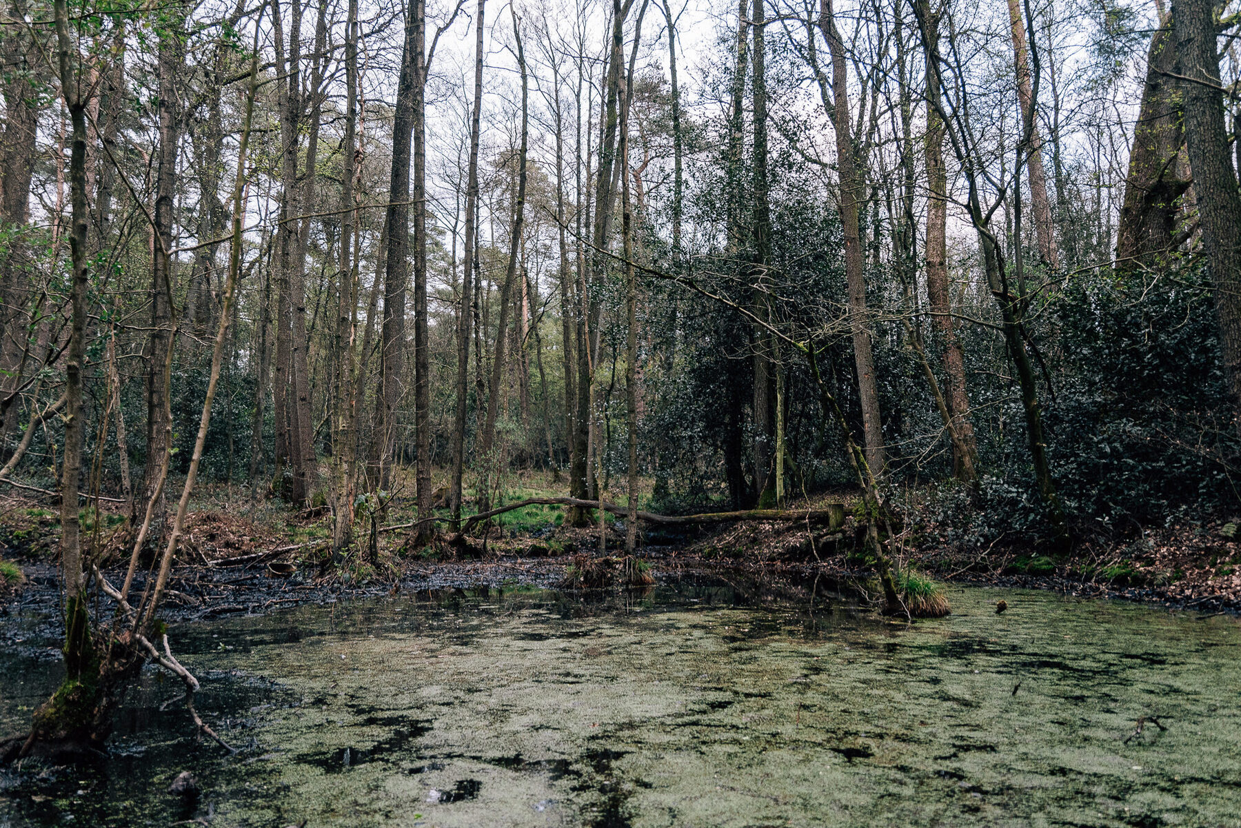 Wald am Bosteler Berg bei Otter, sanft ansteigend
