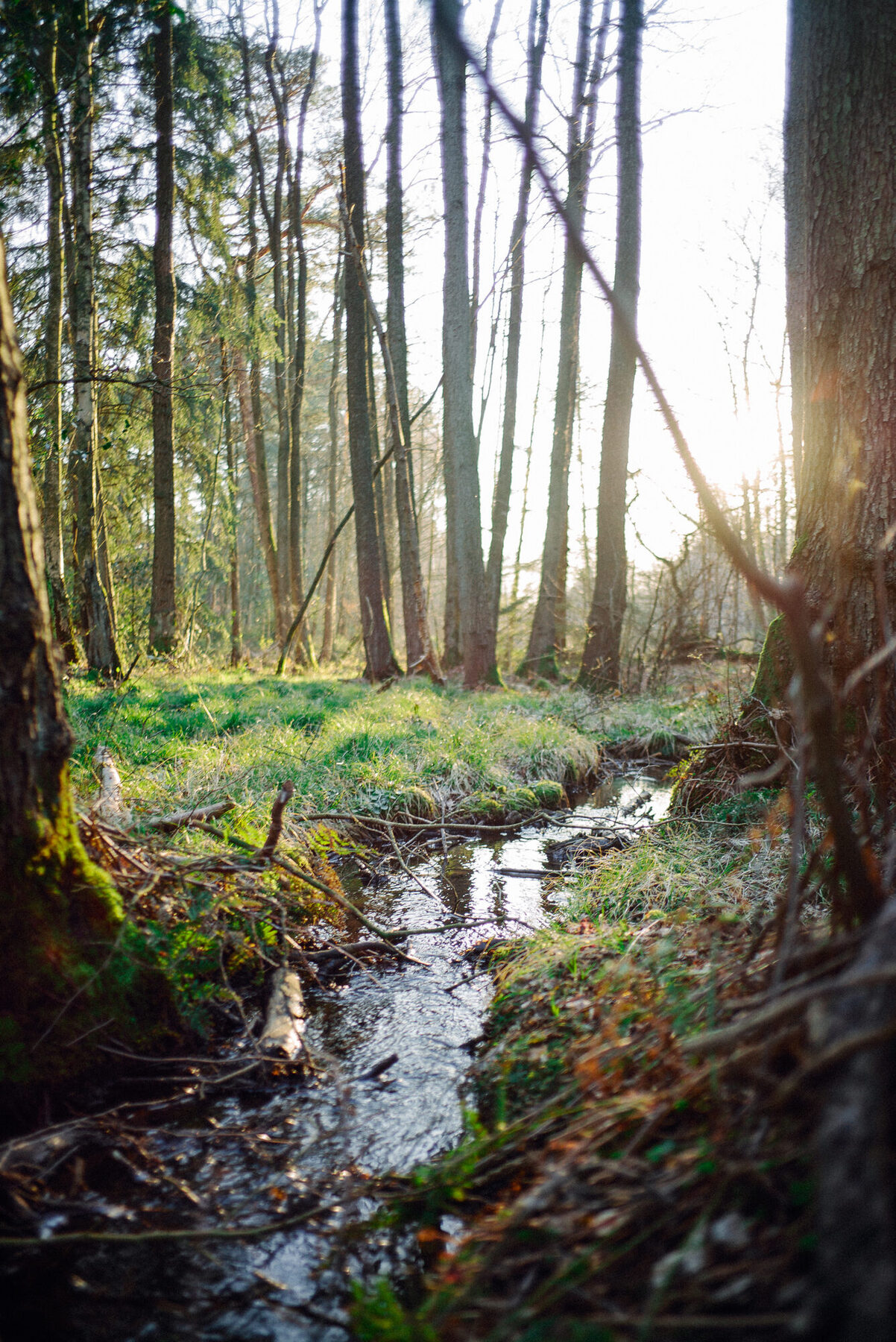 Licht im Wald am Bosteler Berg