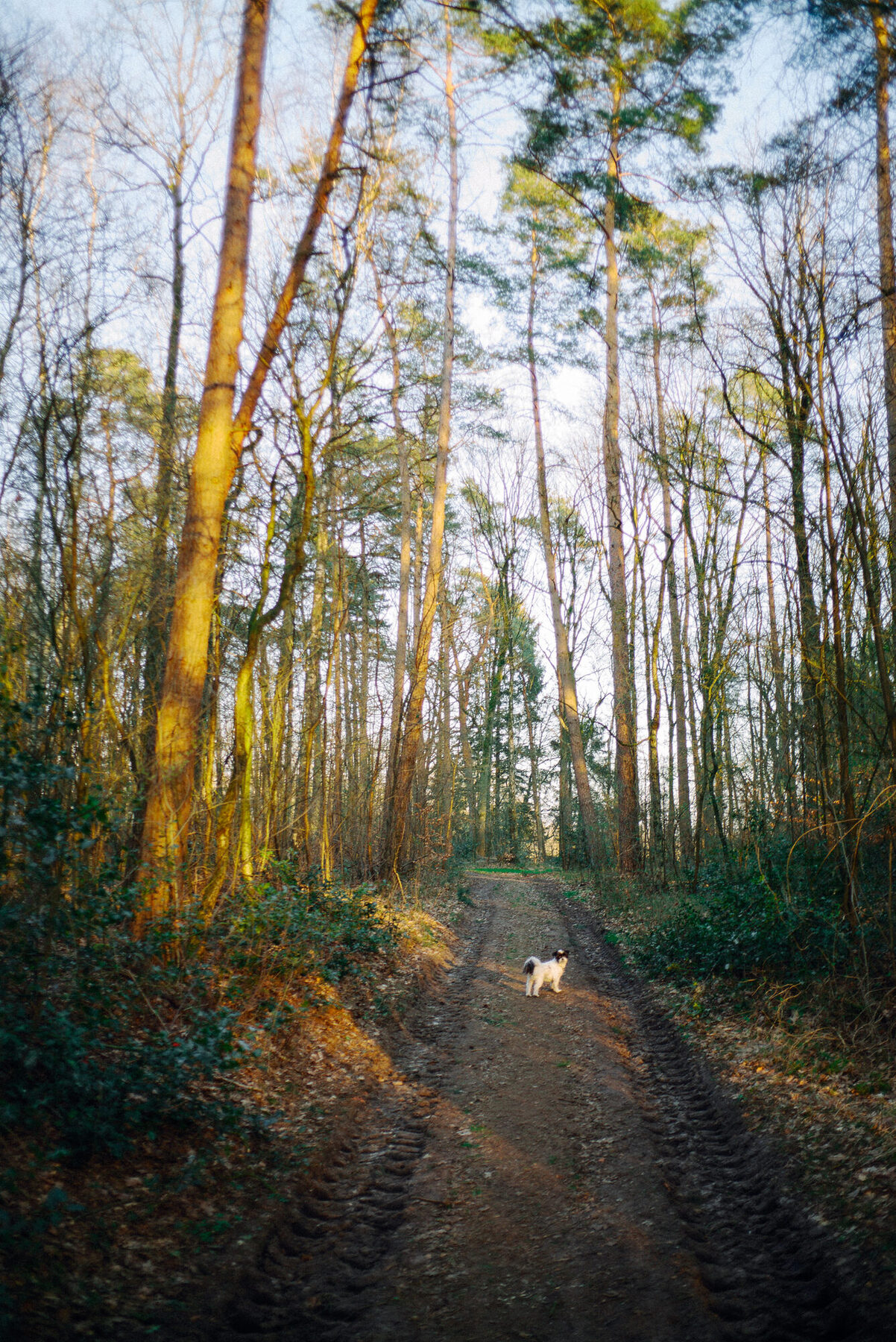 Waldweg am Bosteler Berg im Herbstlaub