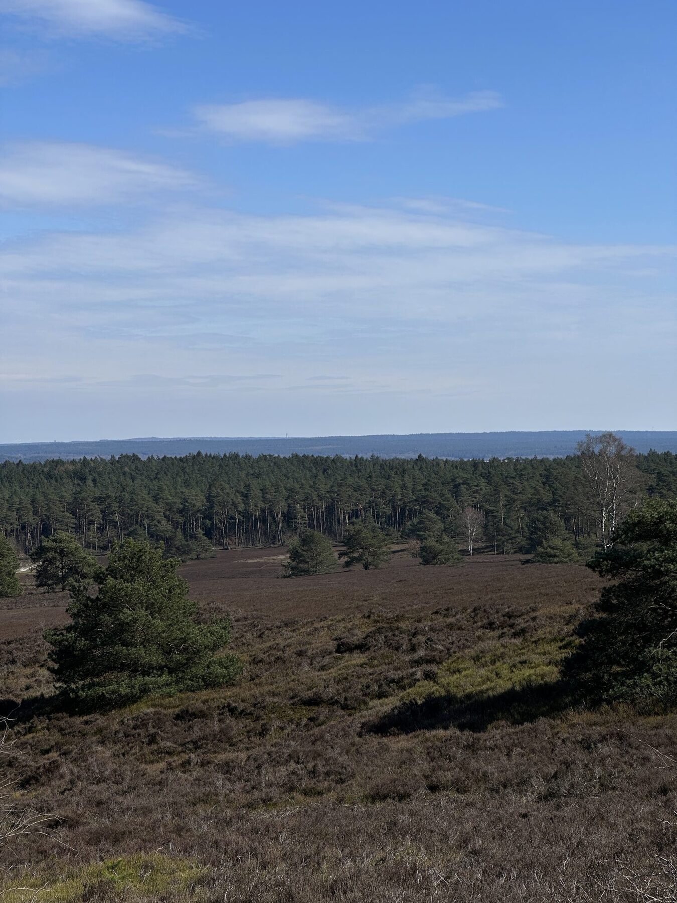 Blick über die Heide vom Brunsberg
