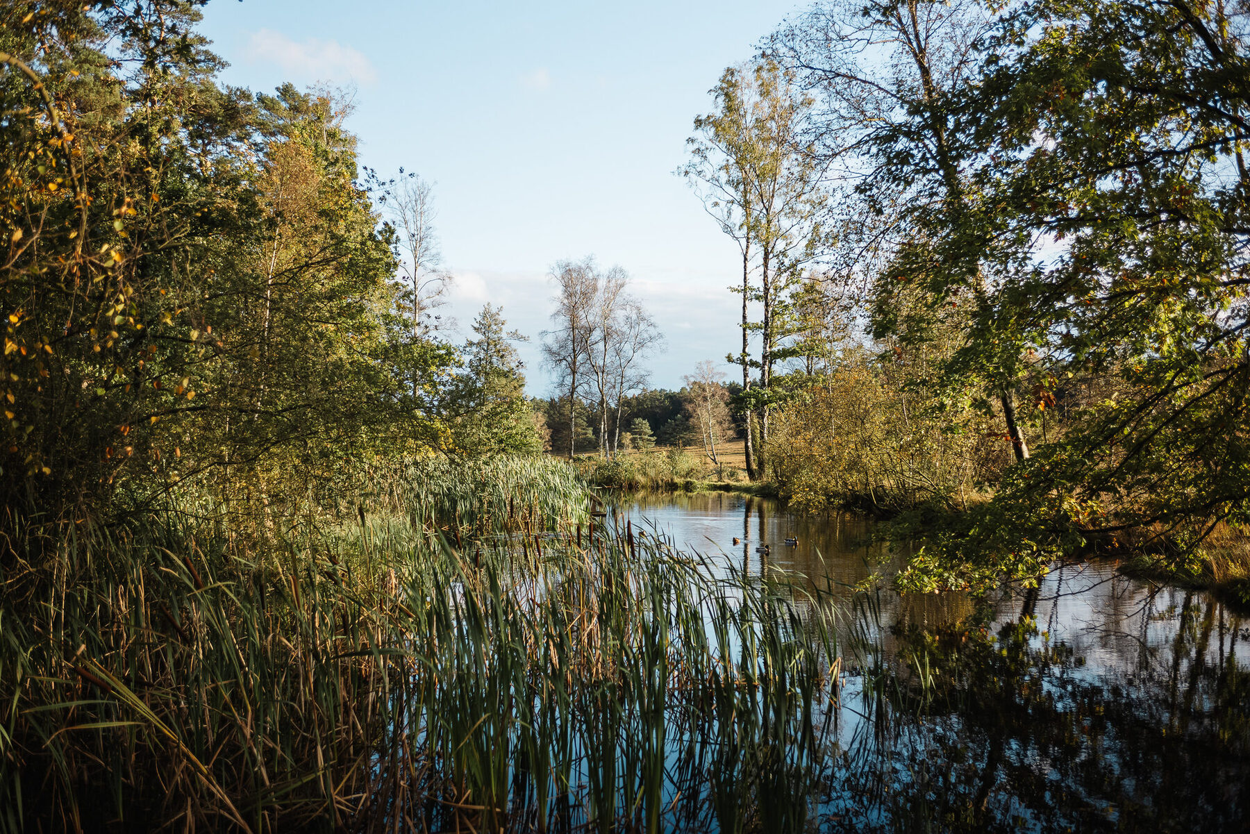 Der Büsenbach im Tal