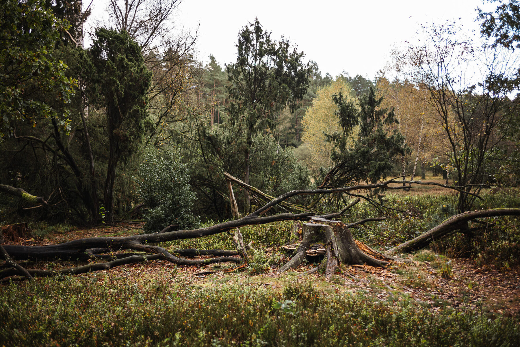 Heidefläche im Büsenbachtal