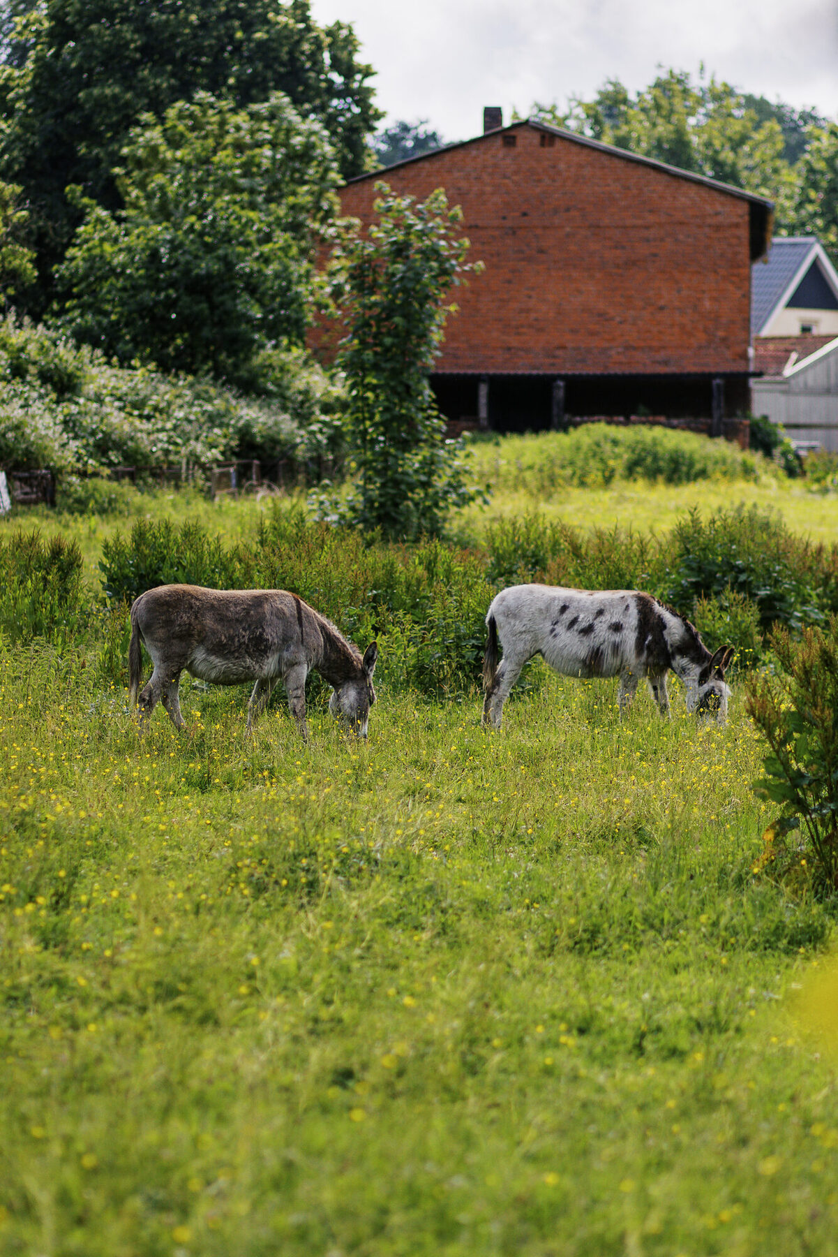 Esel auf der Weide gegenüber dem Park am Sande