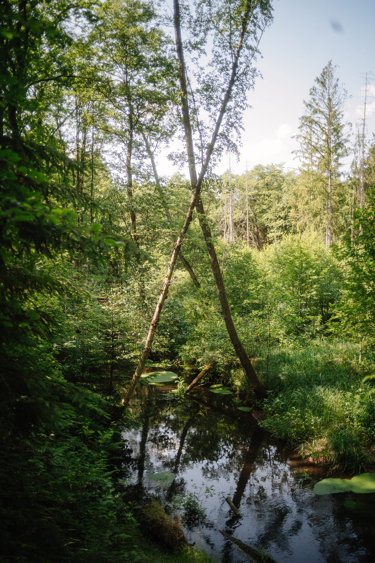 Sonnenlicht auf dem Wasser der Este