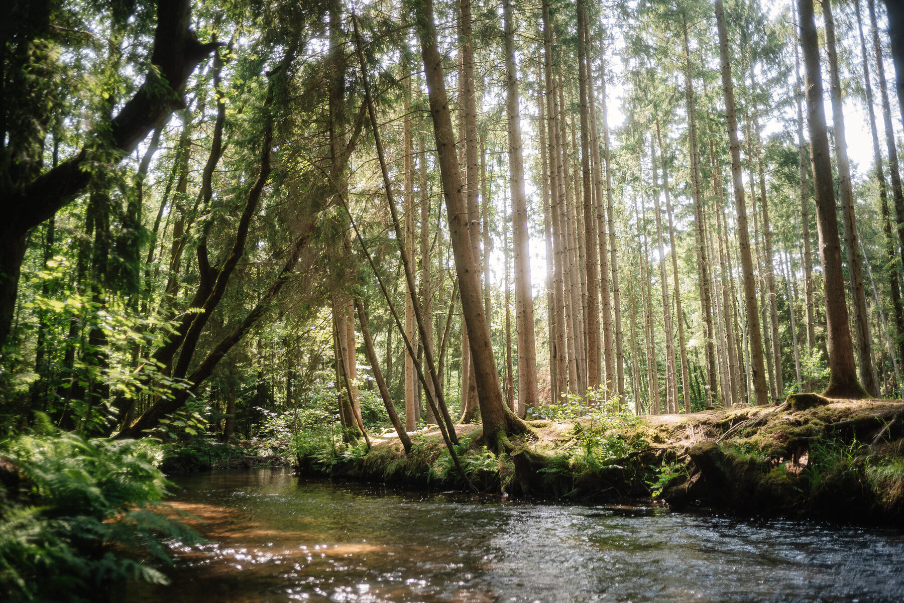 Bachlauf der Este im Wald