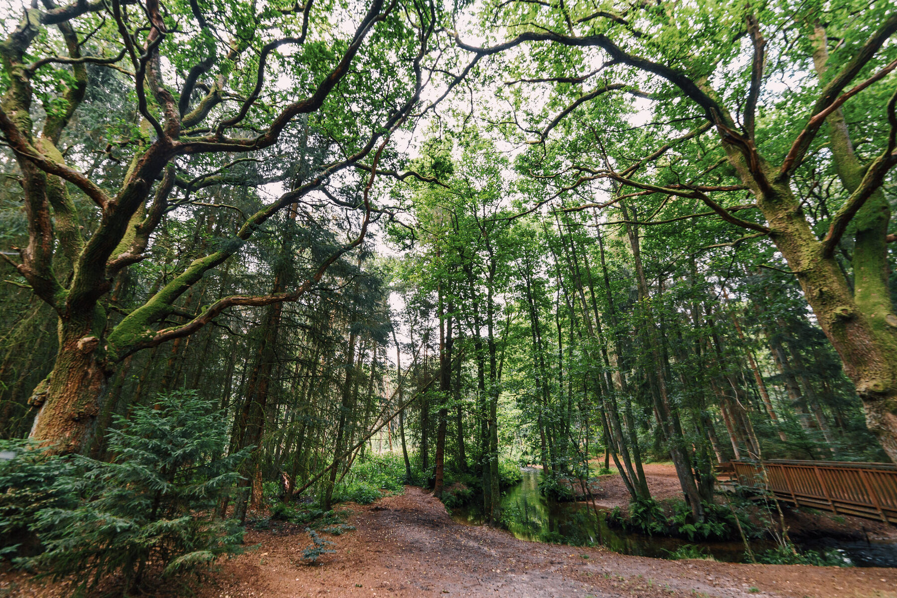 Klares Wasser der Este im Wald