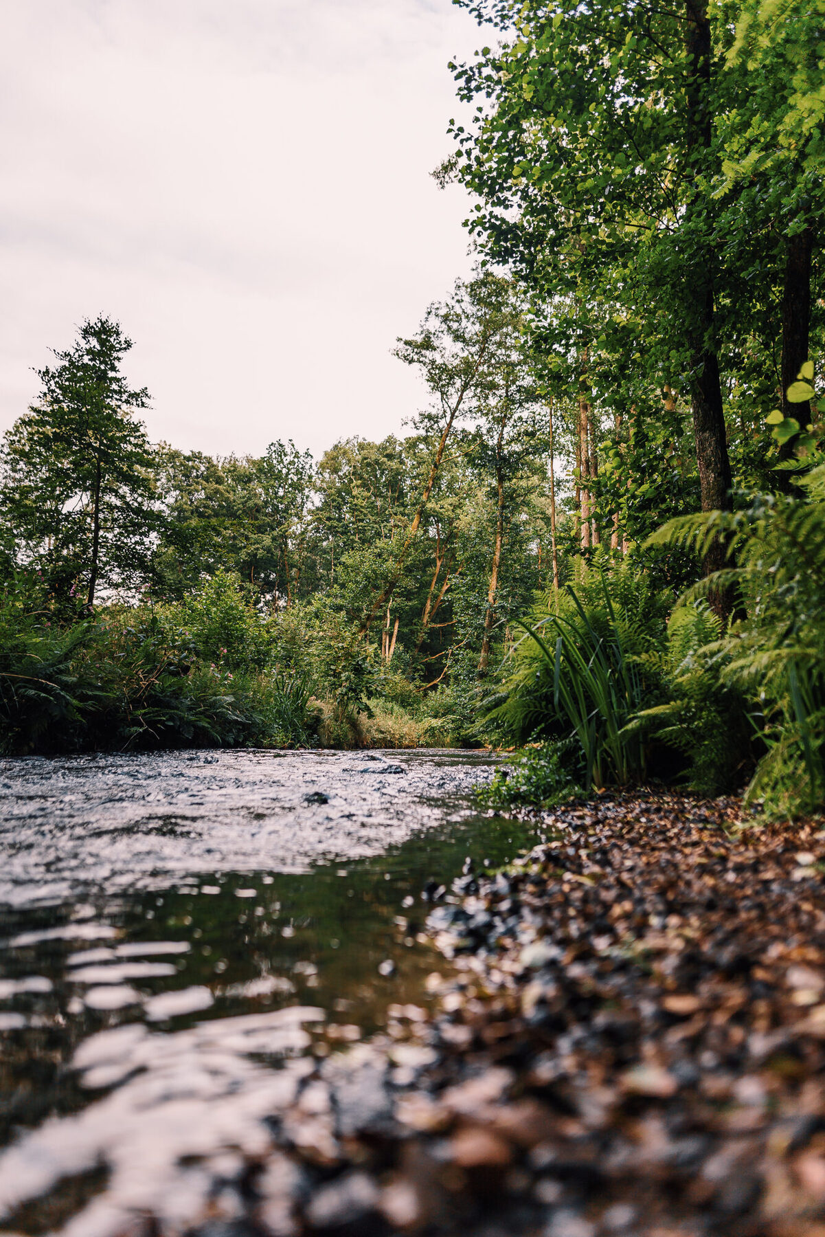 Spiegelung der Bäume im ruhigen Wasser der Este