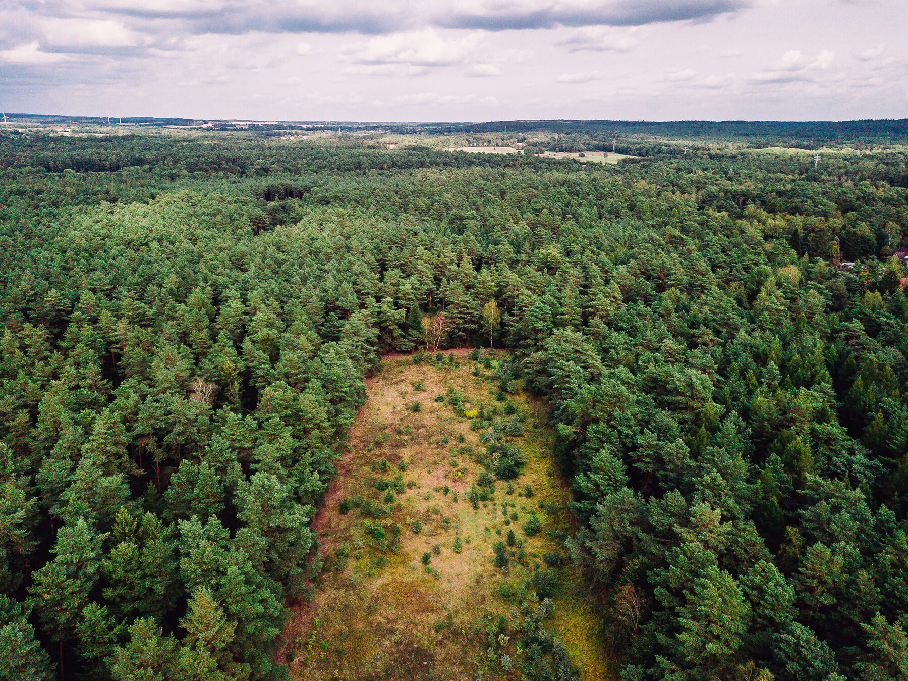 Großer Findling im Wald beim Eiszeit-Findlingspark Todtglüsingen