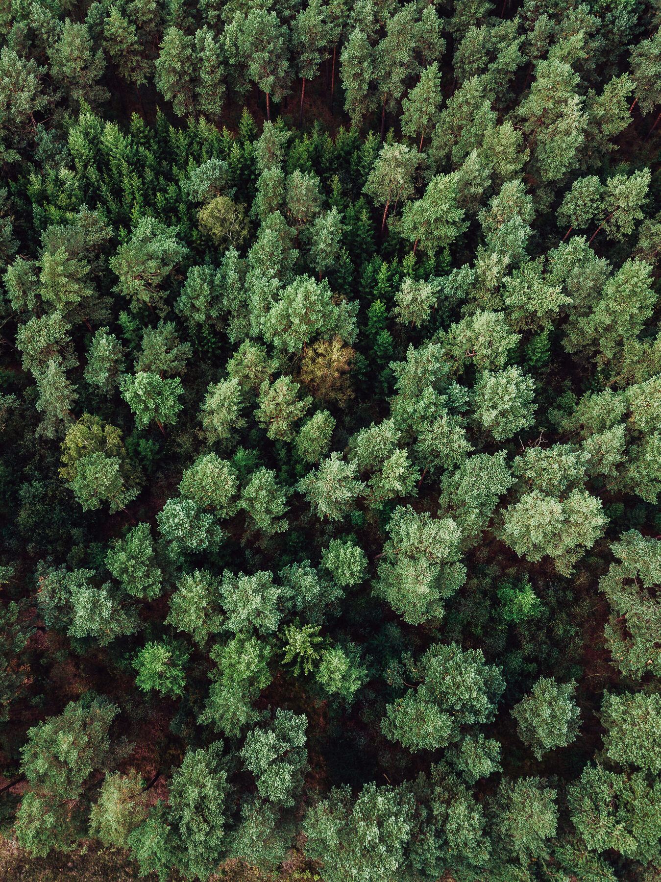Findling im Wald bei Todtglüsingen