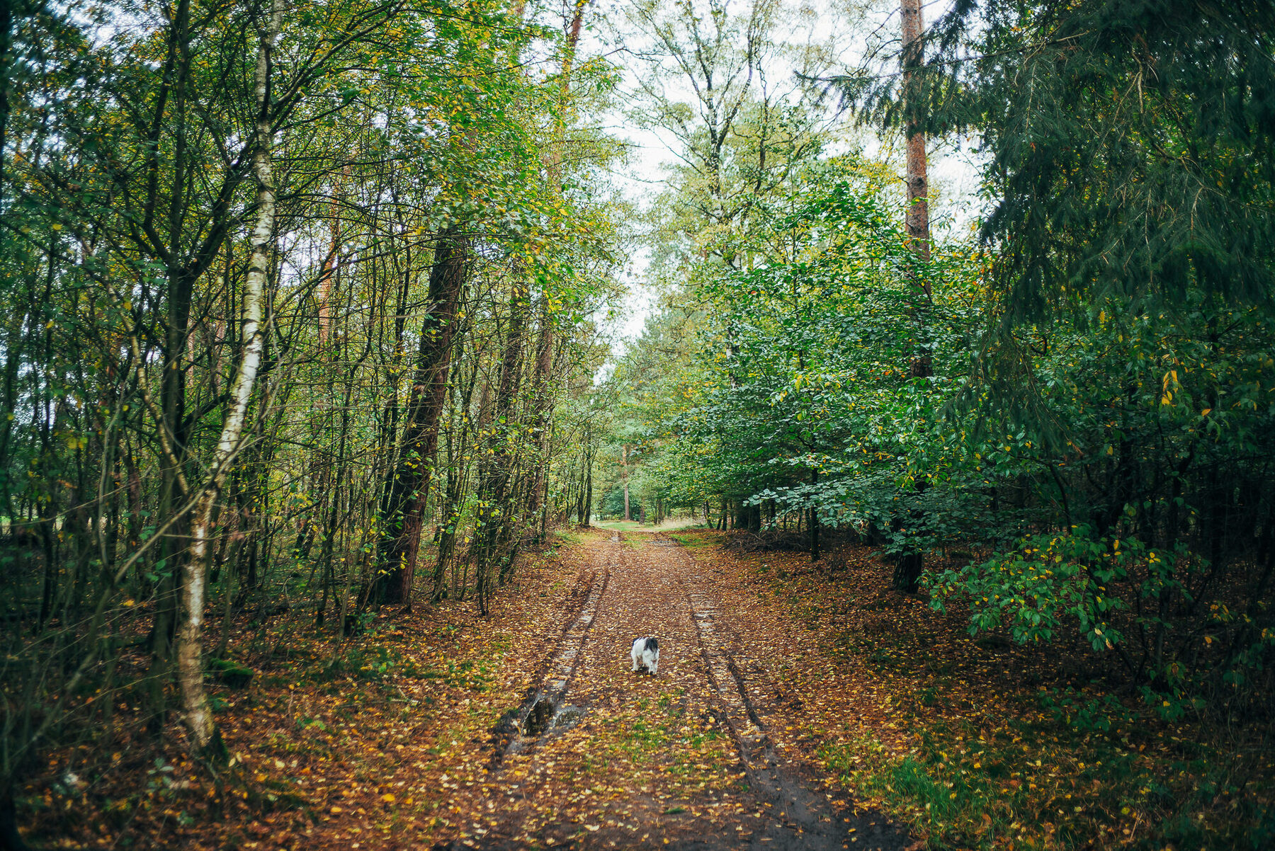 Findling mit Moos im Wald bei Todtglüsingen