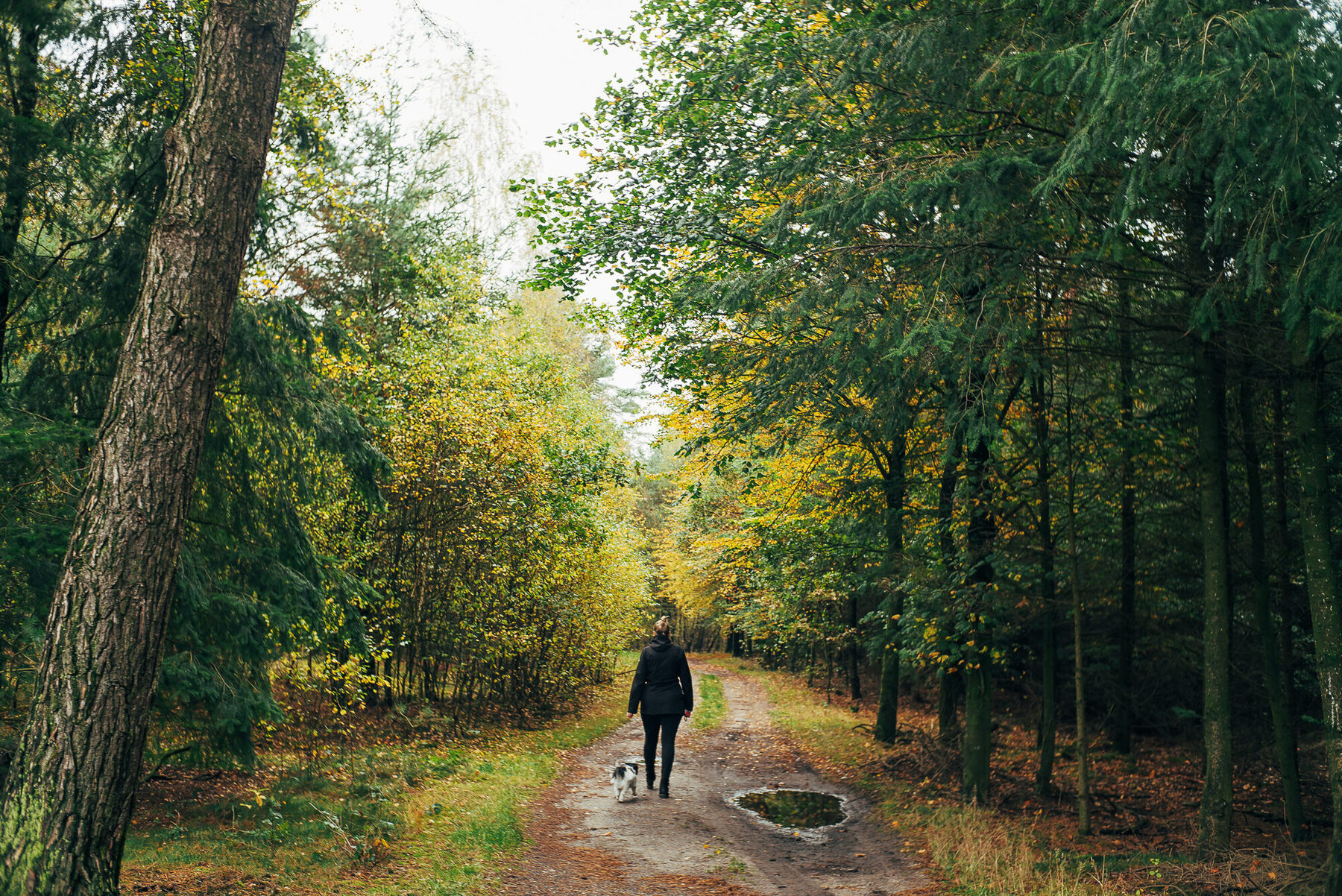 Wald und Steine beim Findlingspark