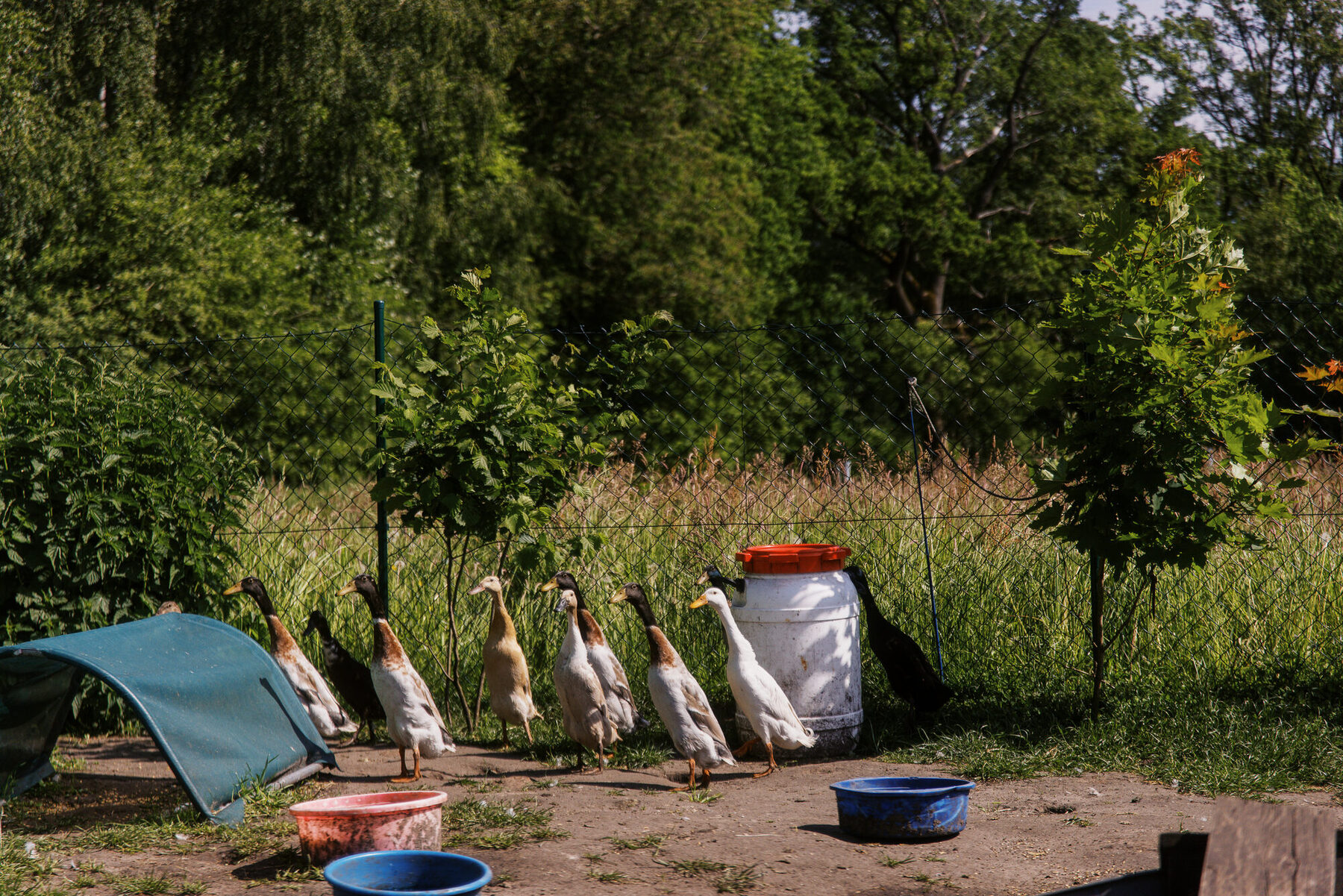 Mehrere Gänse stehen neben Wasserschalen auf dem Hofgelände