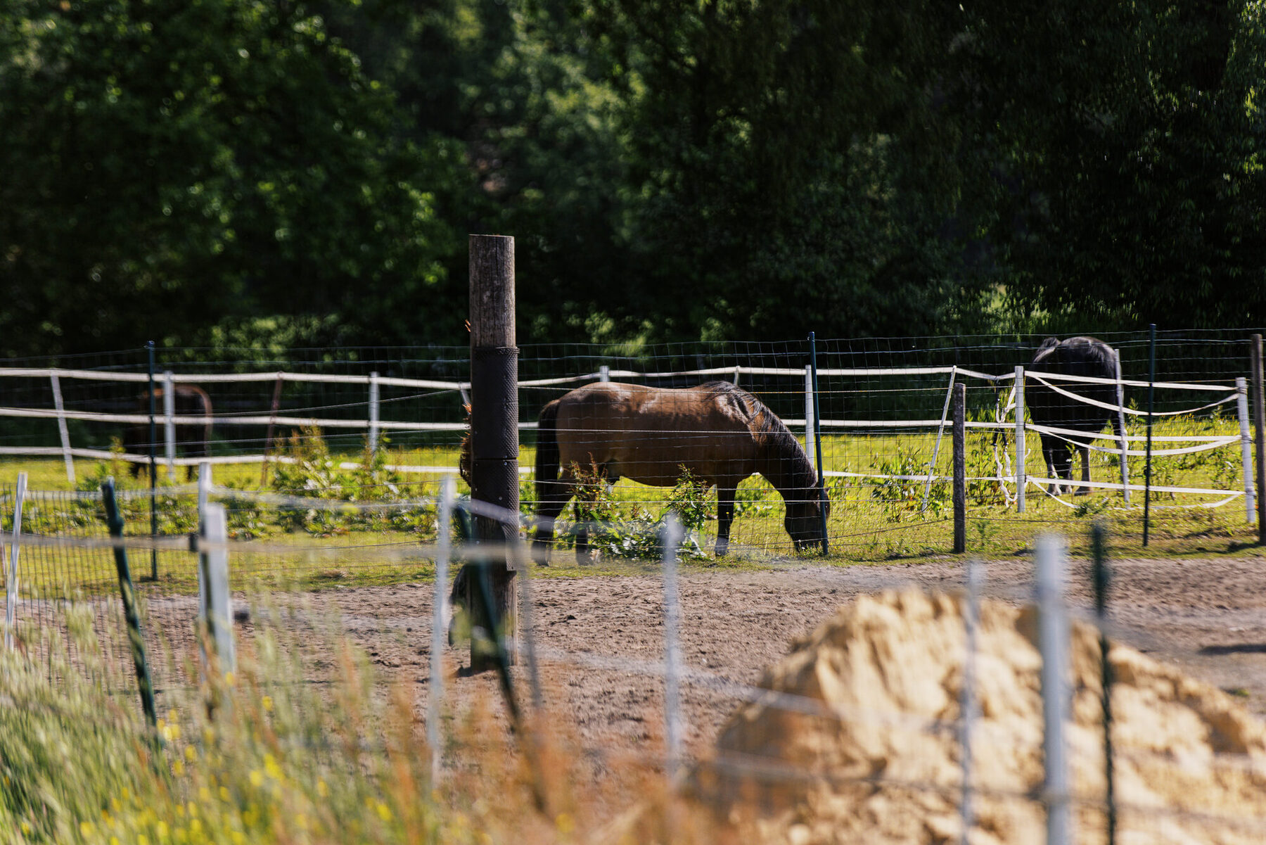 Ein Pferd steht auf einer sonnigen Weide am Gnadenhof Königsmoor