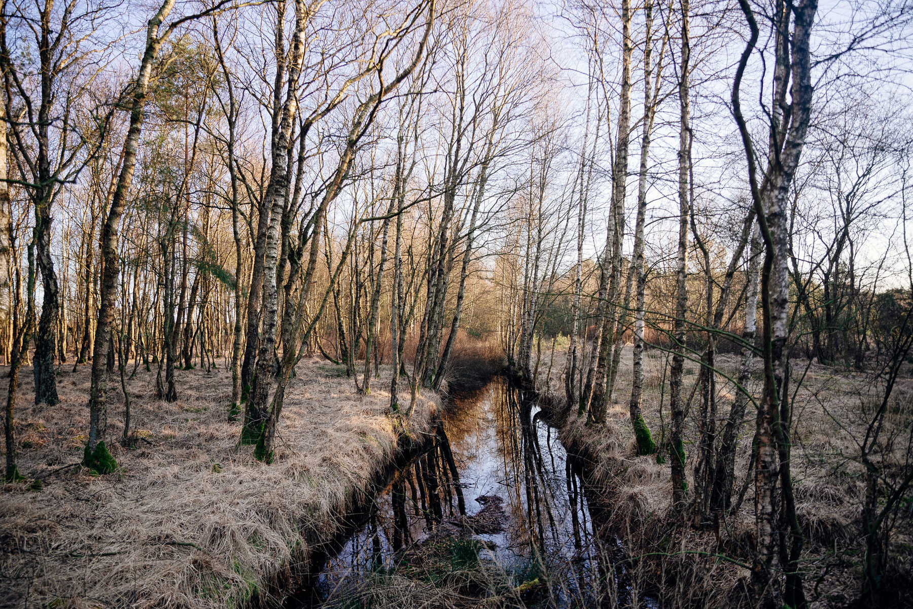 Pfad durch das Moor bei Wistedt
