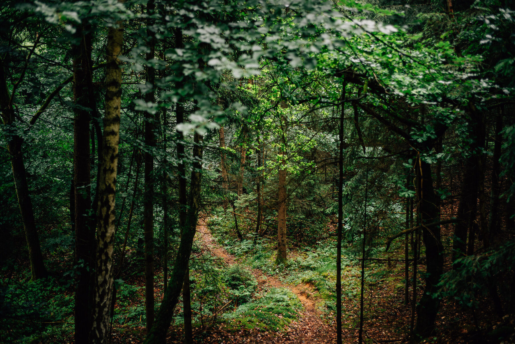 Waldweg am Otterberg