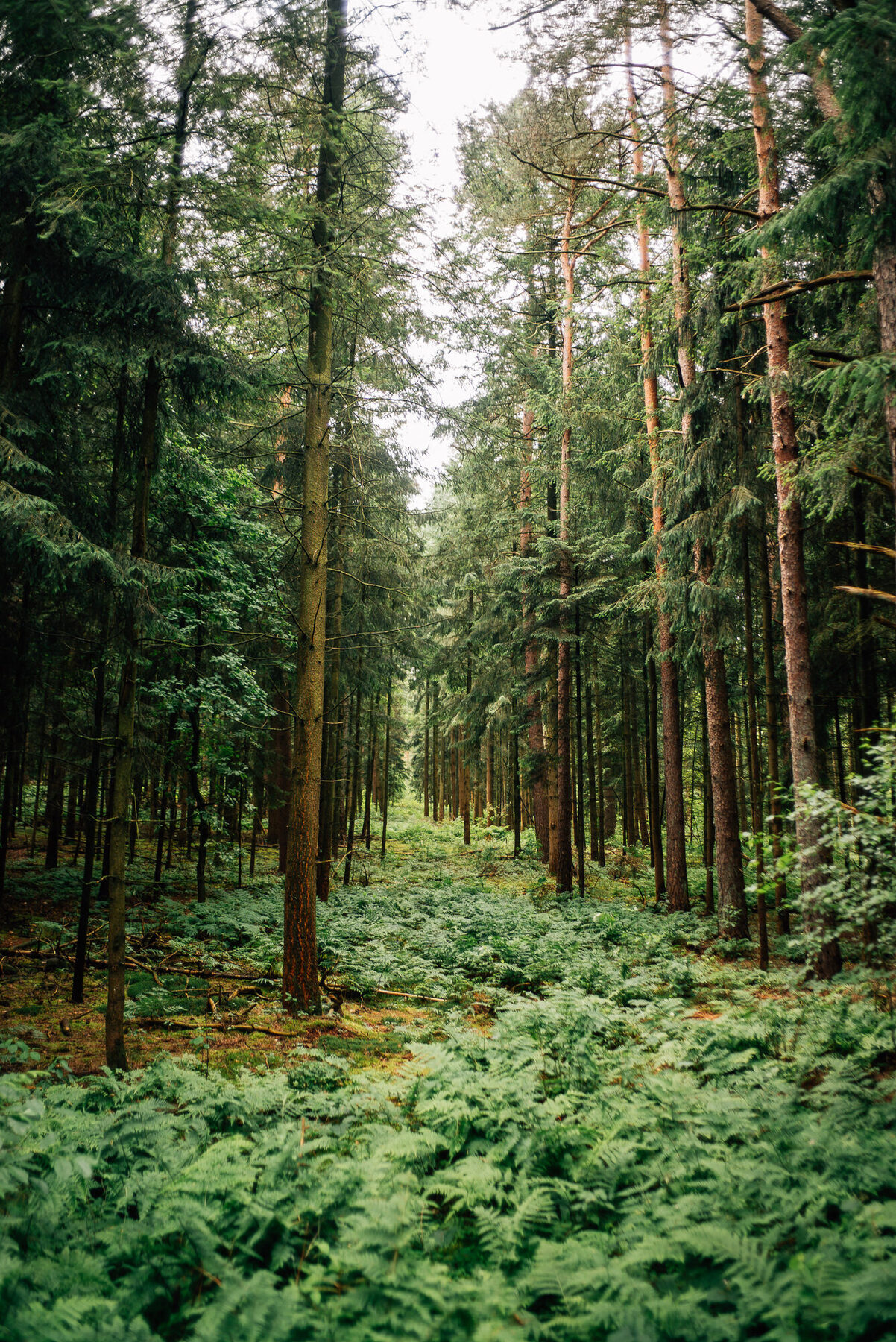 Sonnenlicht im Wald am Otterberg