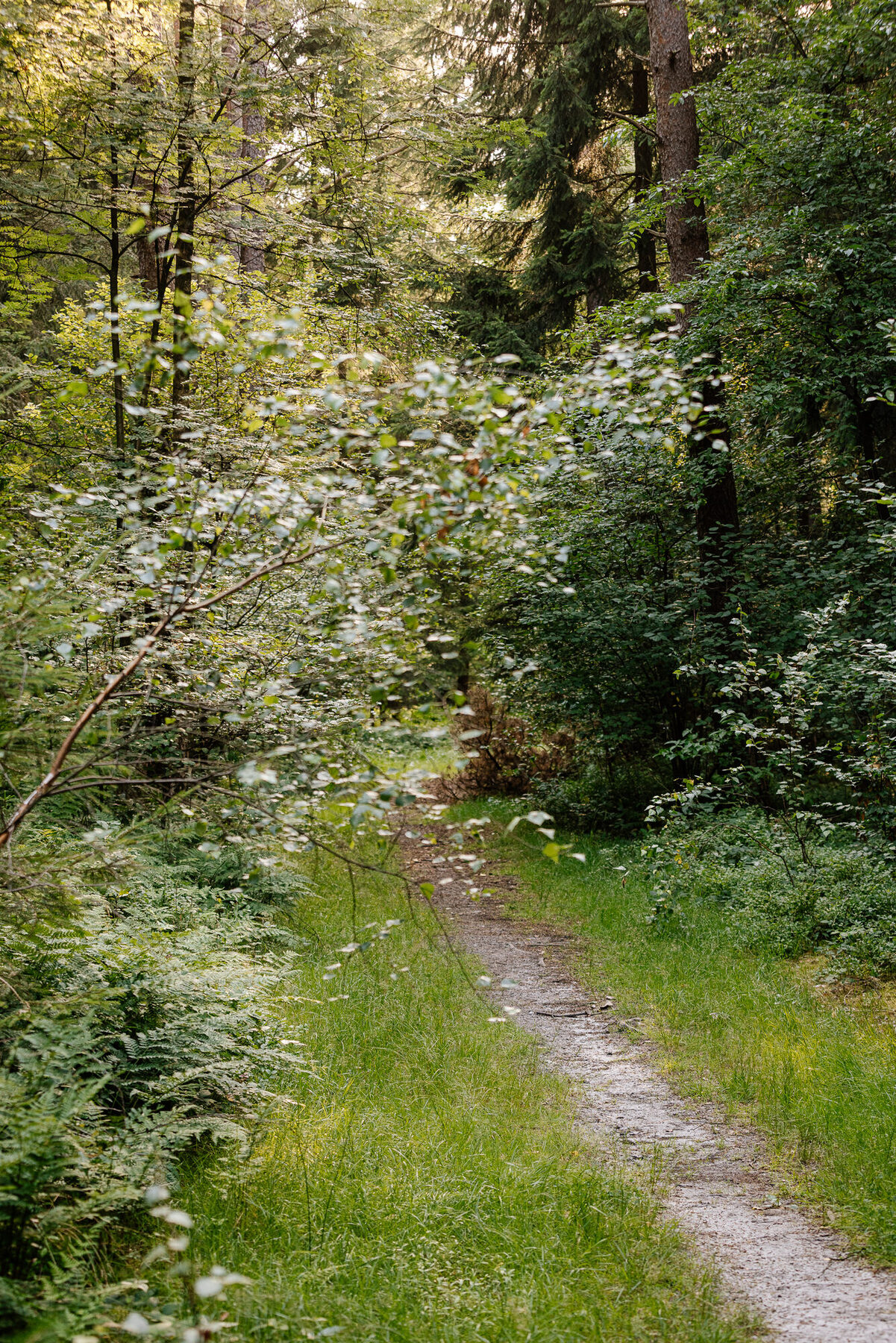 Pfad durch den Wald am Otterberg