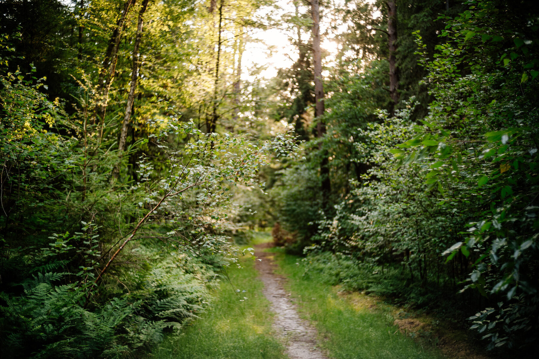 Waldweg am Otterberg im Sommer