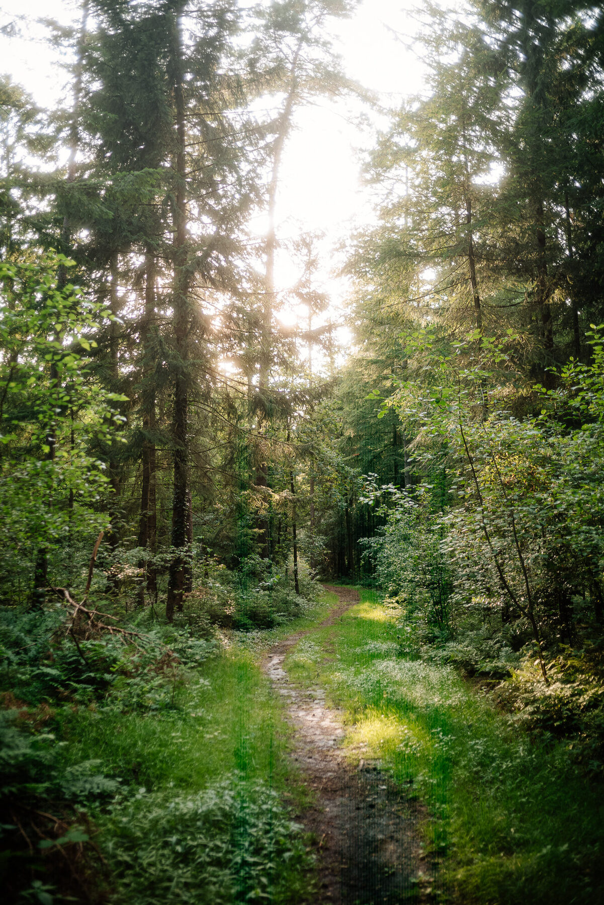 Licht zwischen den Bäumen am Otterberg