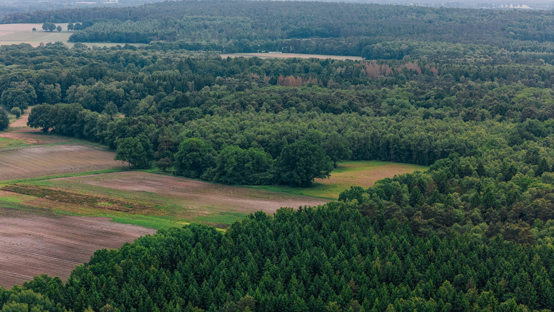 Waldboden mit Moos und Nadeln