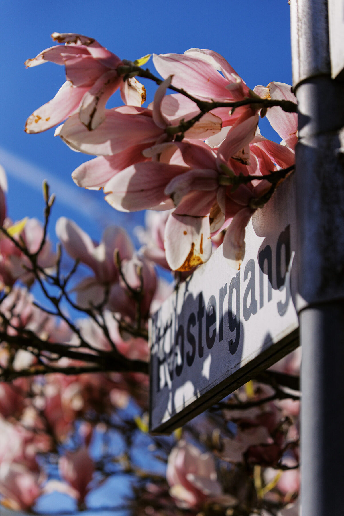 Rosa Magnolienblüten vor blauem Himmel an der Dieckhofstraße