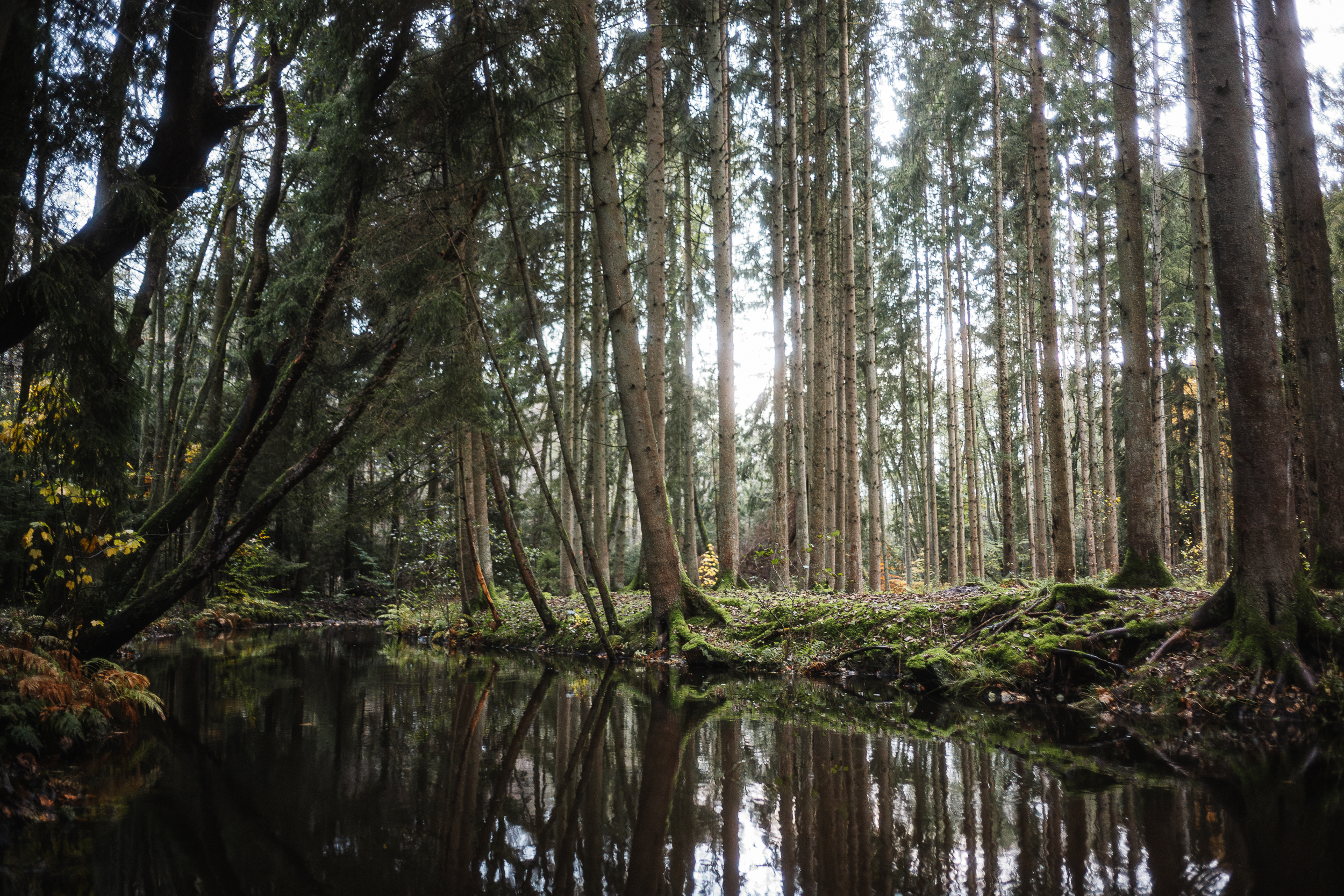 Die Este fließt durch einen schattigen Wald bei Bötersheim