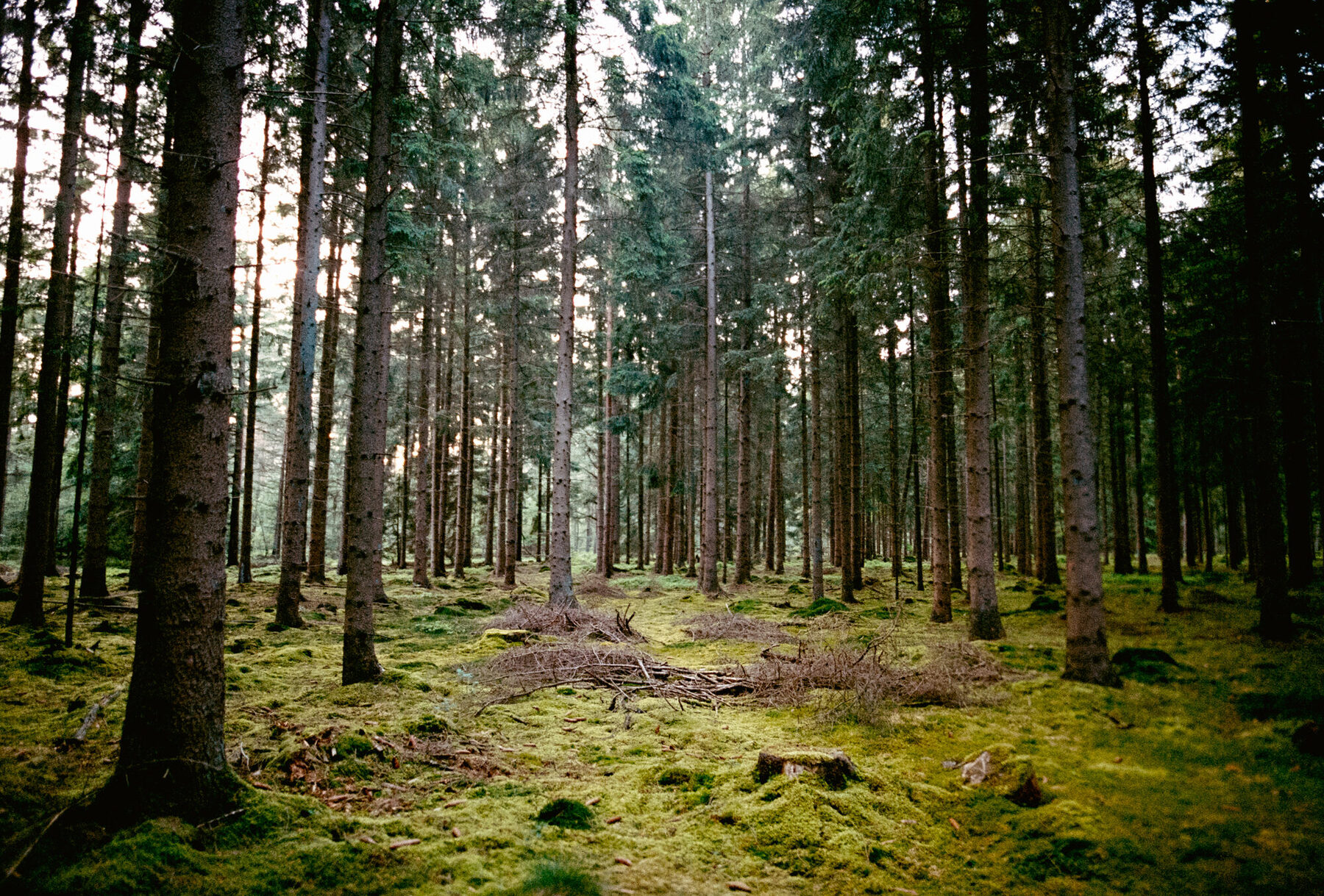 Ruhiger Waldweg zwischen Dohren und Bötersheim