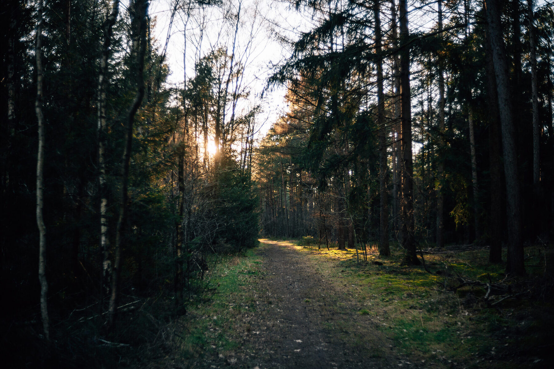 Breiter Waldweg zwischen Dohren und Bötersheim