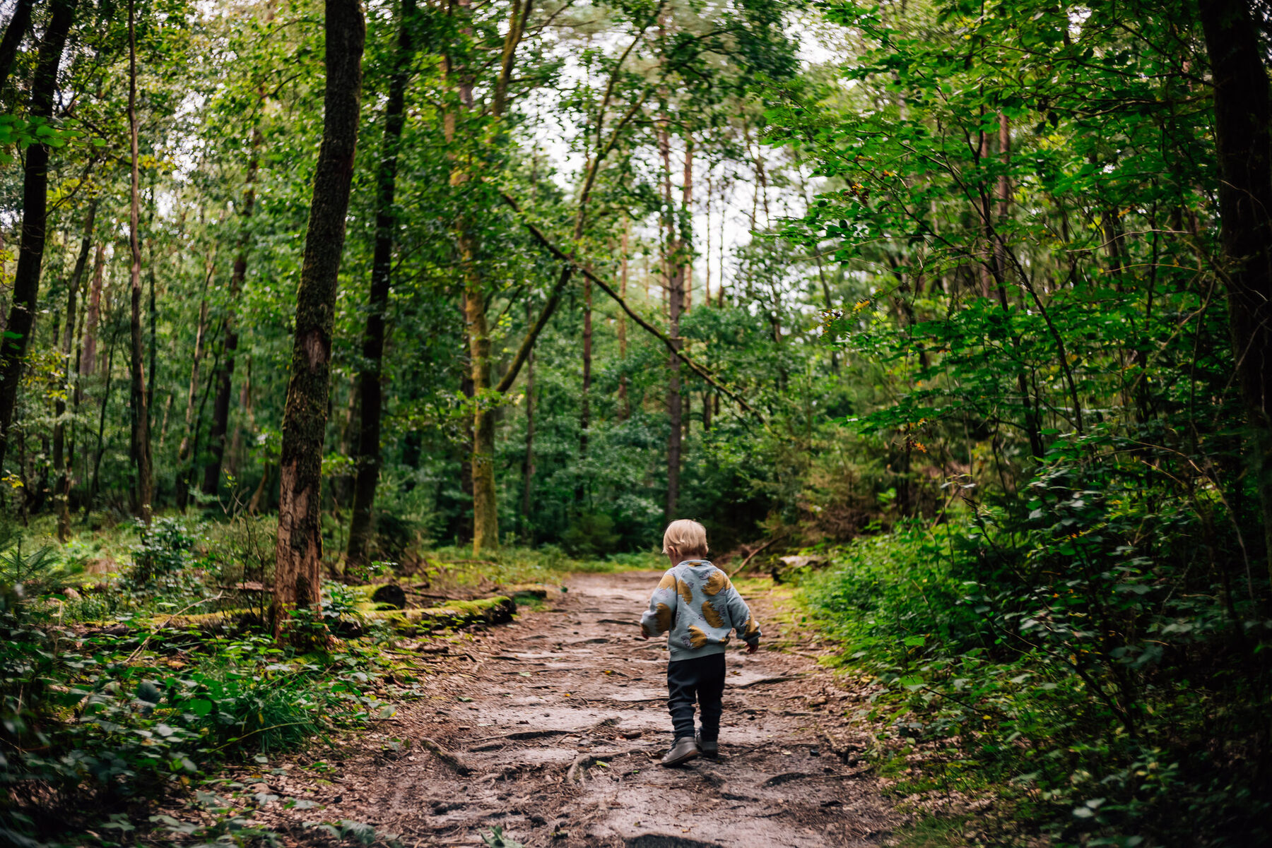 Waldweg im Herbstlaub zwischen den Dörfern