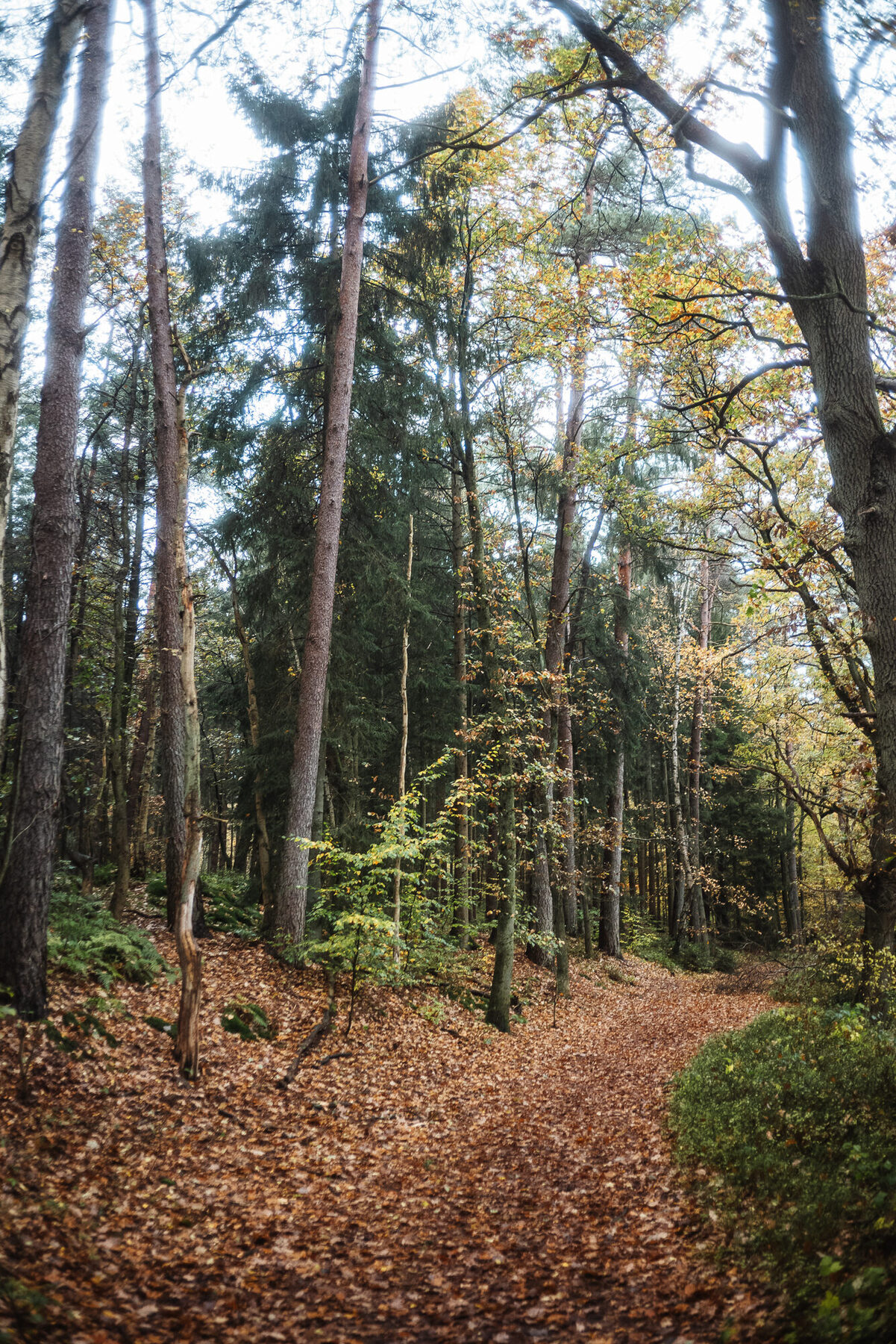 Hohe Bäume an einem ruhigen Waldweg