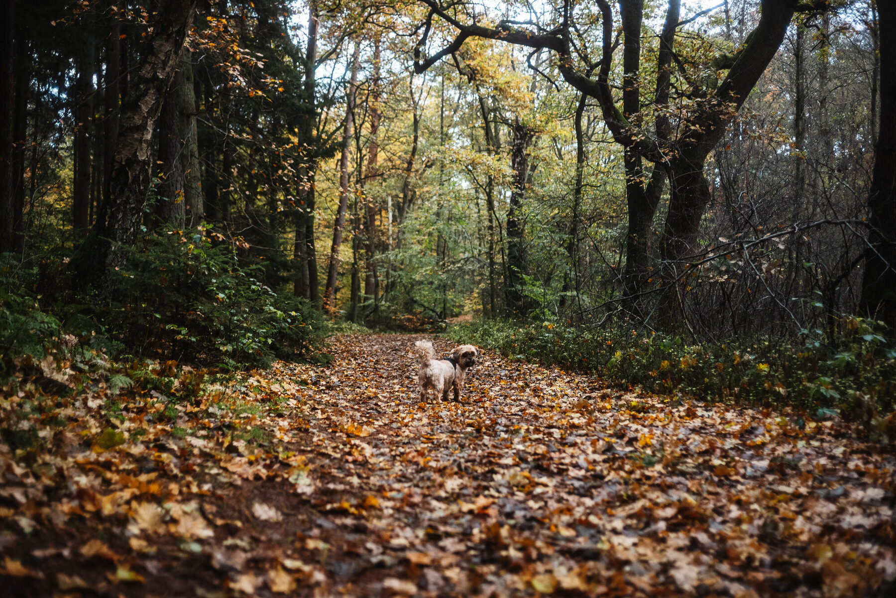 Lichtung im Wald bei Bötersheim