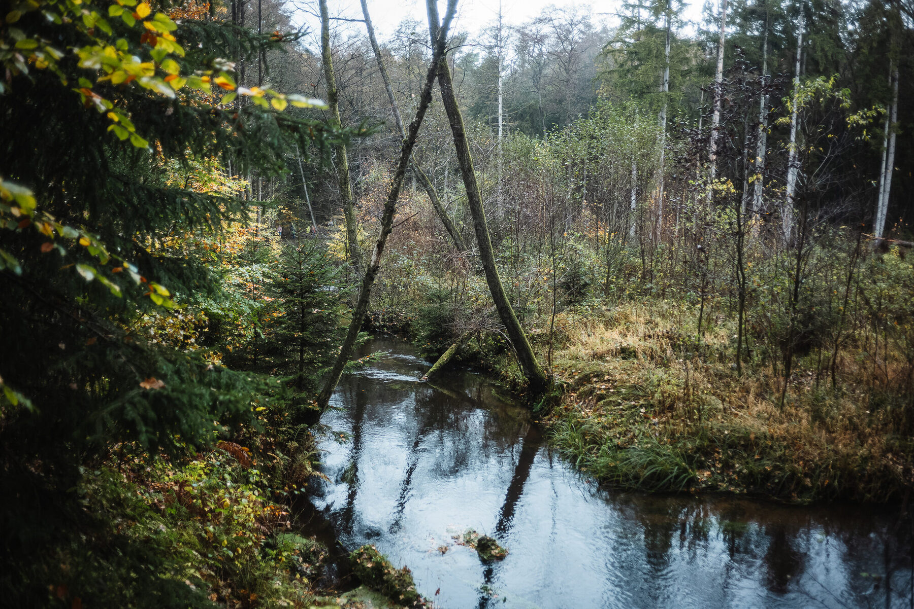 Waldboden mit Moos und Wurzeln